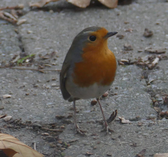 Winter Birds